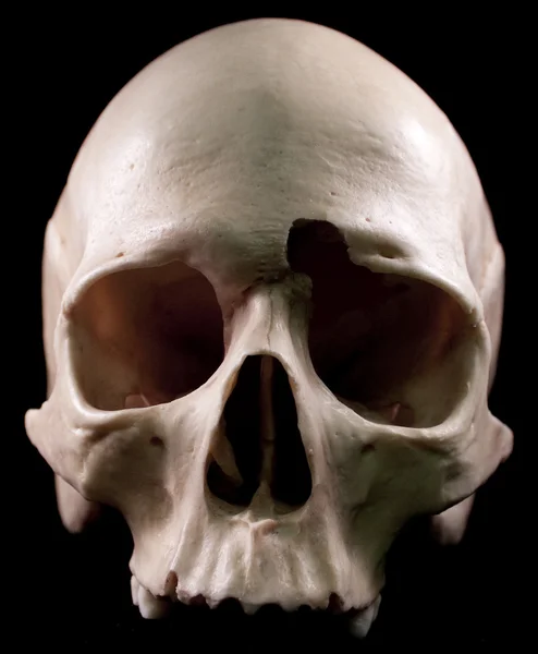 Crâne humain - tête osseuse dents mortes effrayant pirate effrayant isolé mal — Photo