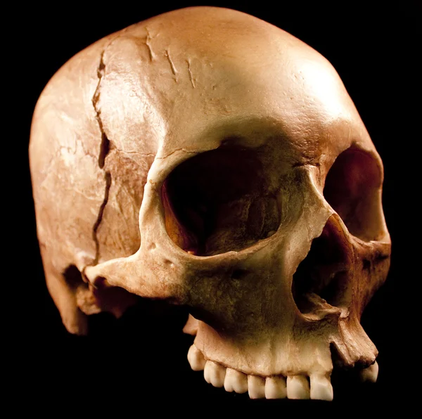 stock image Human skull - bone head dead teeth spooky scary pirate isolated evil