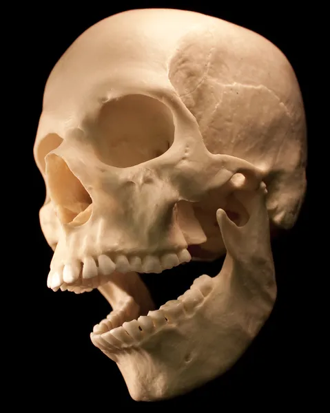 Ludzkie czaszki - kości głowy martwe zęby straszne straszny pirata na białym tle zła — Zdjęcie stockowe