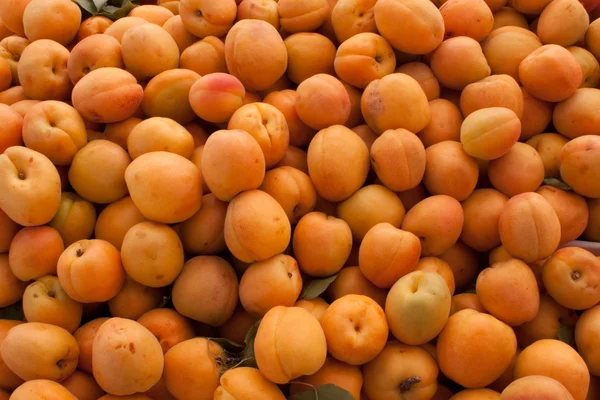 stock image Fresh apricots at a farmers market.