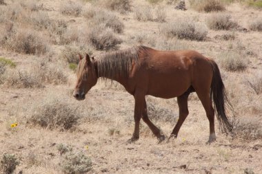 horese salvaje en el desierto