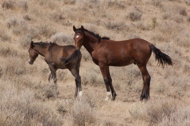 horese salvaje en el desierto