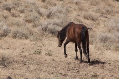 horese salvaje en el desierto