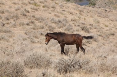 horese salvaje en el desierto