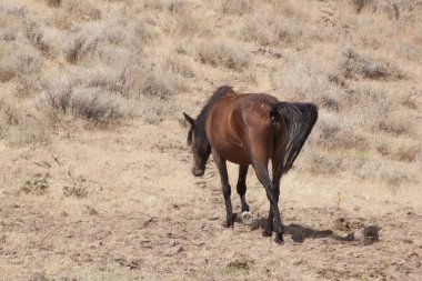 horese salvaje en el desierto