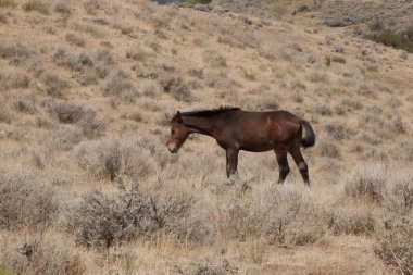 horese salvaje en el desierto