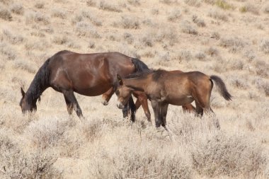 horese salvaje en el desierto