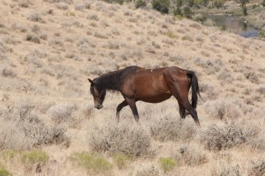 horese salvaje en el desierto