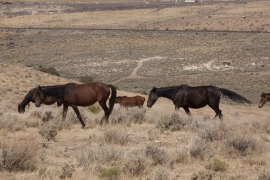 horese salvaje en el desierto