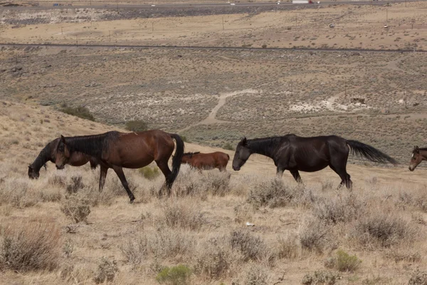 stock image Wild horese in the desert