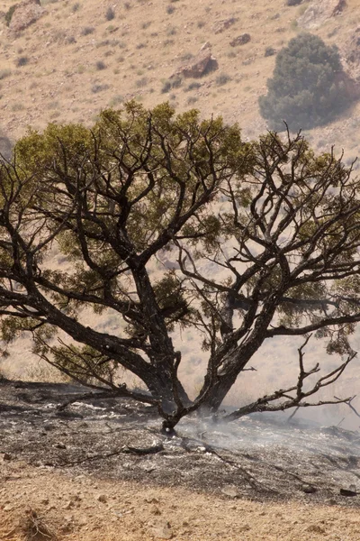 A burnt smoking bush — Stock Photo, Image