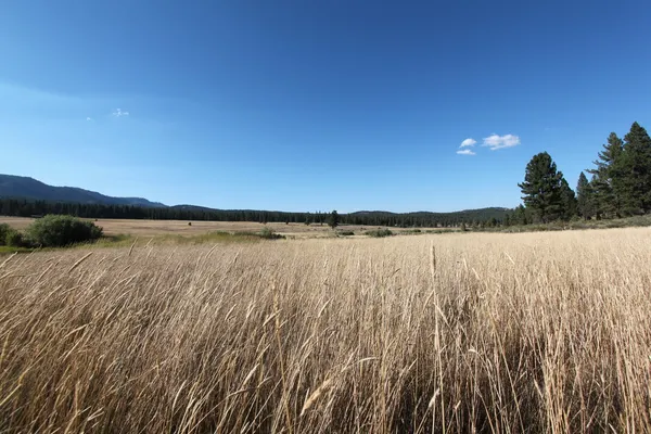 Prairie ouverte avec ciel bleu — Photo