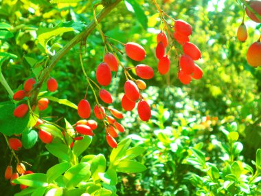 Barberry berries on a branch clipart