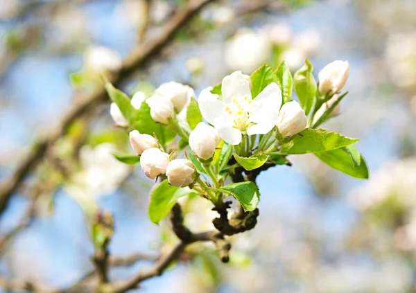 Flower apple-tree bright white illuminated by a bright ray of the spring s