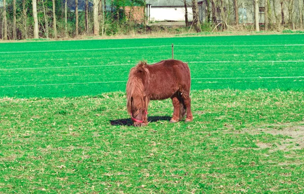 Kůň stojící v zelené oblasti — Stock fotografie