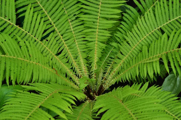 stock image Green fern