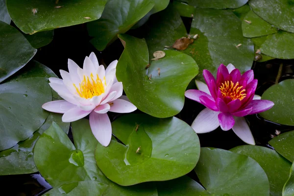 stock image Two lilies