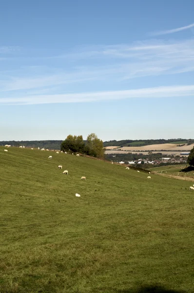 Вівці в полі — стокове фото