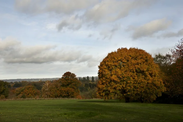 Árboles de otoño Imagen de archivo