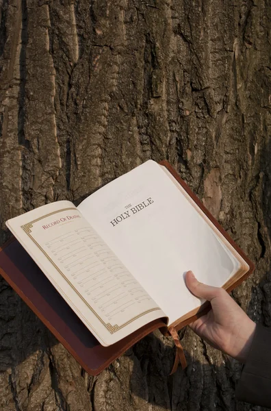 stock image Hand holding the opened Bible