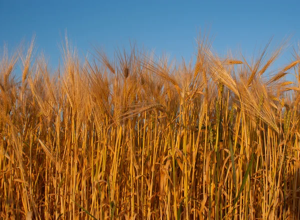 stock image Wheat ear against blue sky