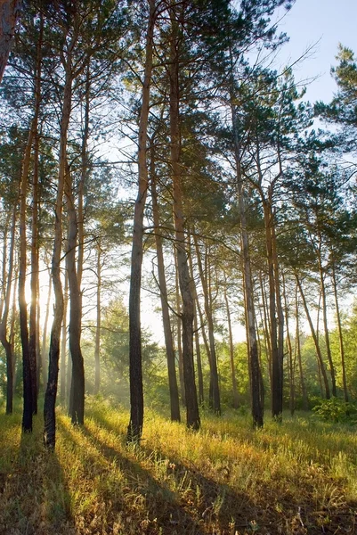 stock image Sunlighted woods in the morning