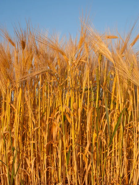 stock image Wheat ear against blue sky