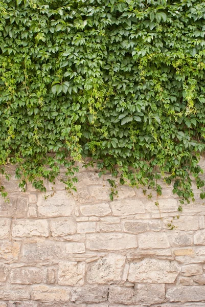 stock image Background of old wall and vinegrapes