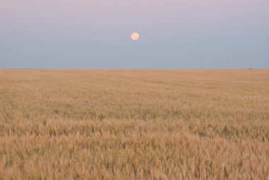 buğday alan mavi alacakaranlık gökyüzü