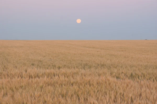 stock image Wheat field against blue twilight sky