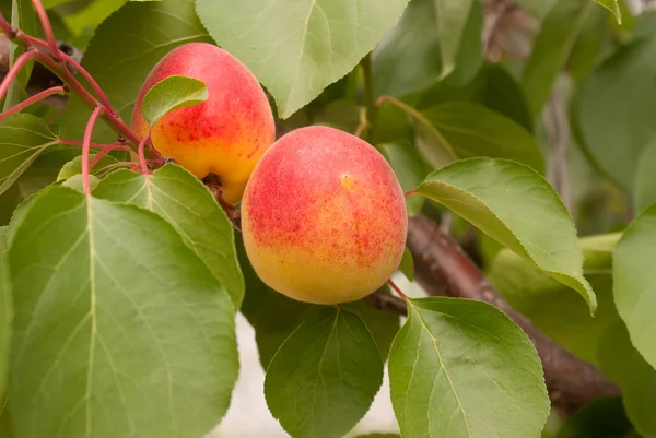 Спелые абрикосы на ветке дерева — стоковое фото