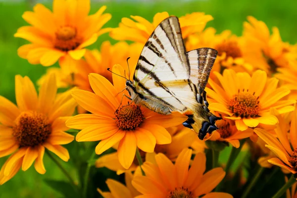 stock image Bouquet of Black Eyed Susan yellow flowers with a butterfly on the grass