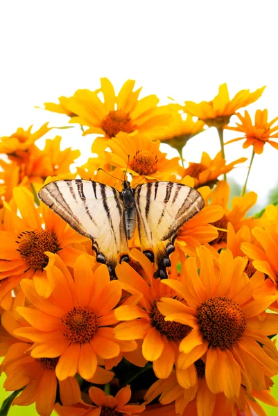 Bouquet of Black Eyed Susan yellow flowers with a butterfly on the grass — Stock Photo, Image