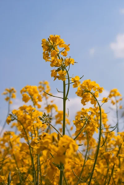 stock image Blooming colza against blue sky