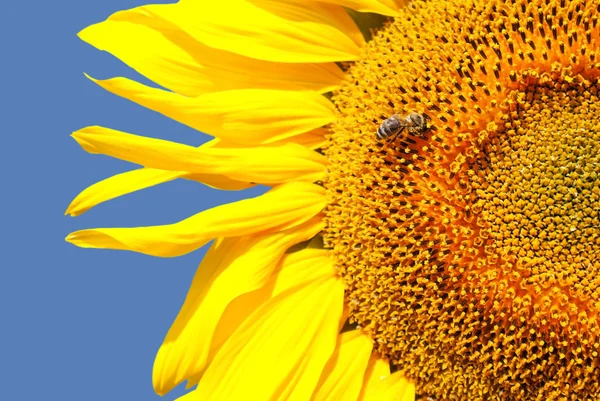 stock image Sunflower head's close up with a bee against blue sky