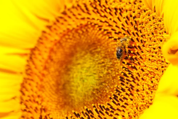 Cabeza de girasol de cerca con una abeja — Foto de Stock