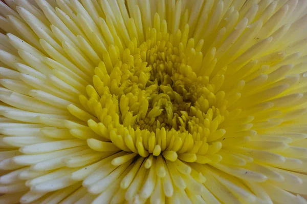 Thaise gele bloem — Stockfoto