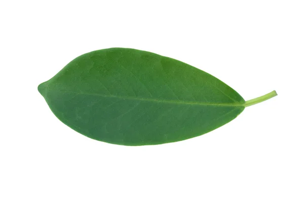 Isolated green leaf — Stock Photo, Image