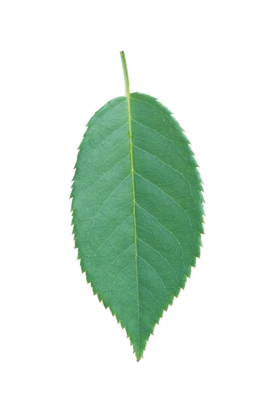 Isolated green leaf — Stock Photo, Image