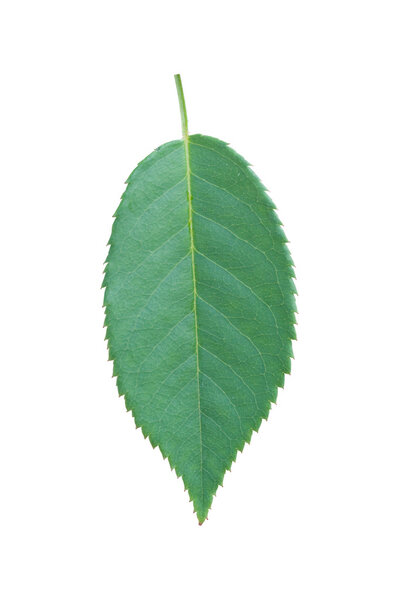 Isolated green leaf