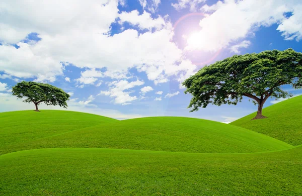 Vihreä puu — kuvapankkivalokuva