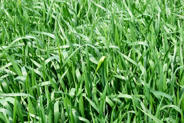 stock image Cultivated land