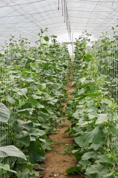 Cucumber production — Stock Photo, Image