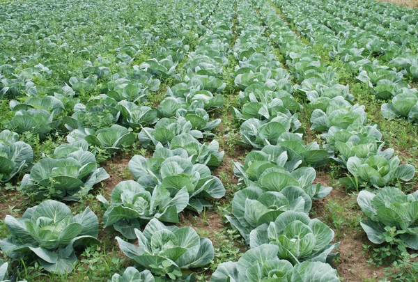 stock image Cabbage production