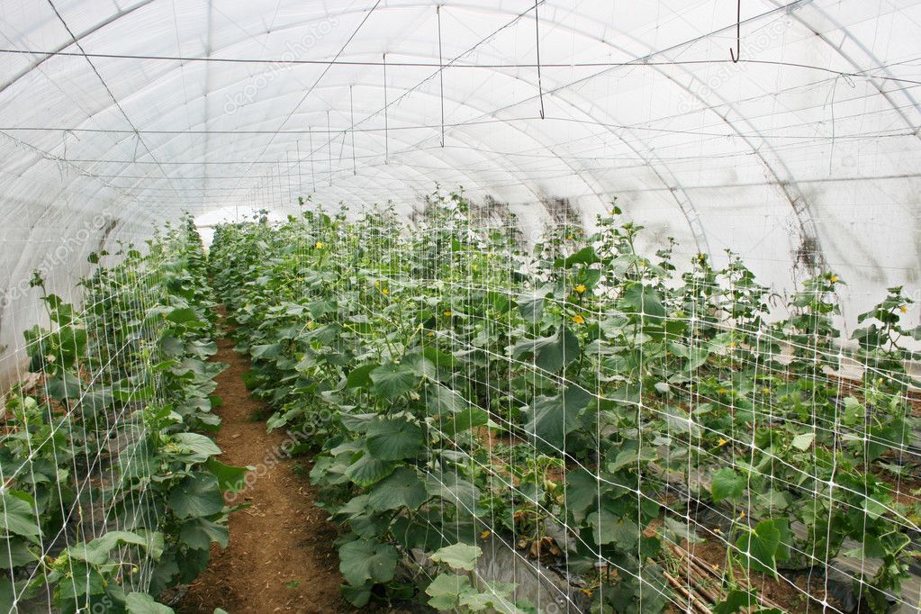 Cucumber production