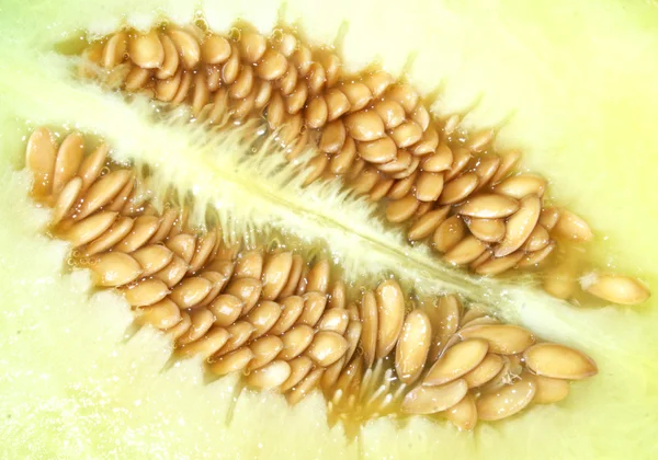 stock image Melon seed