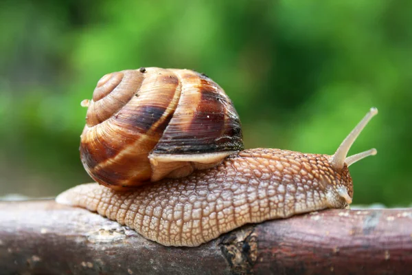 爬行蜗牛 — 图库照片