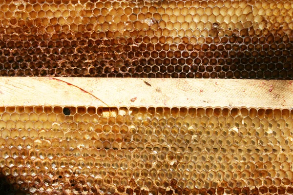 Méhészet — Stock Fotó