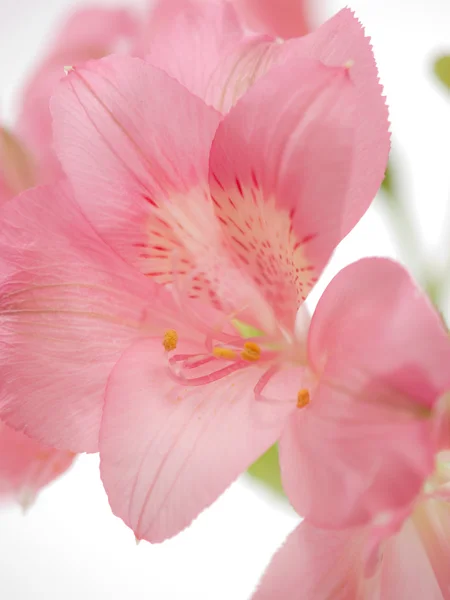 Růžový květ — Stock fotografie