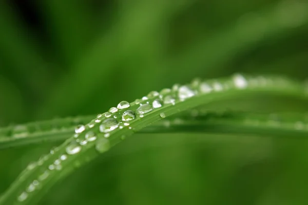Vattendroppar på gräs — Stockfoto